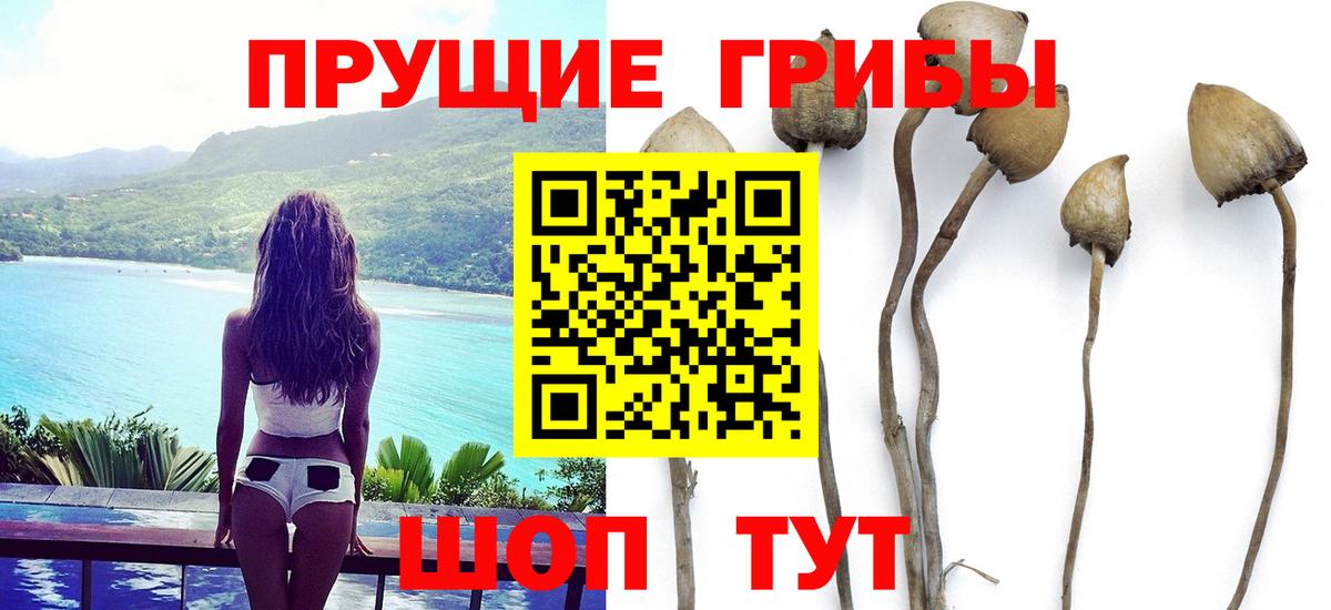 продажа наркотиков  Фролово  Псилоцибиновые грибы прущие грибы 